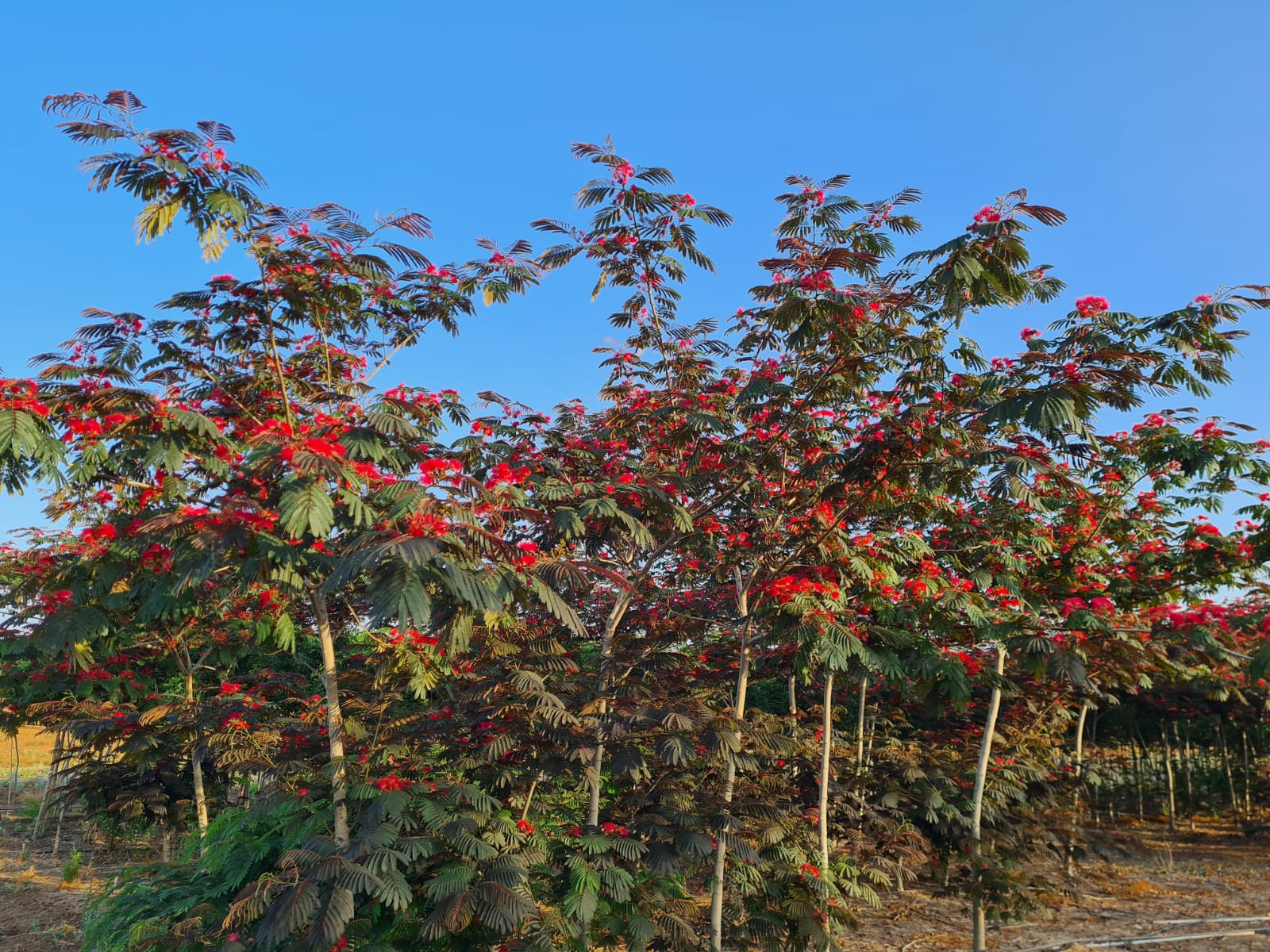 אלביציה ורודה – איבס פרייד 2