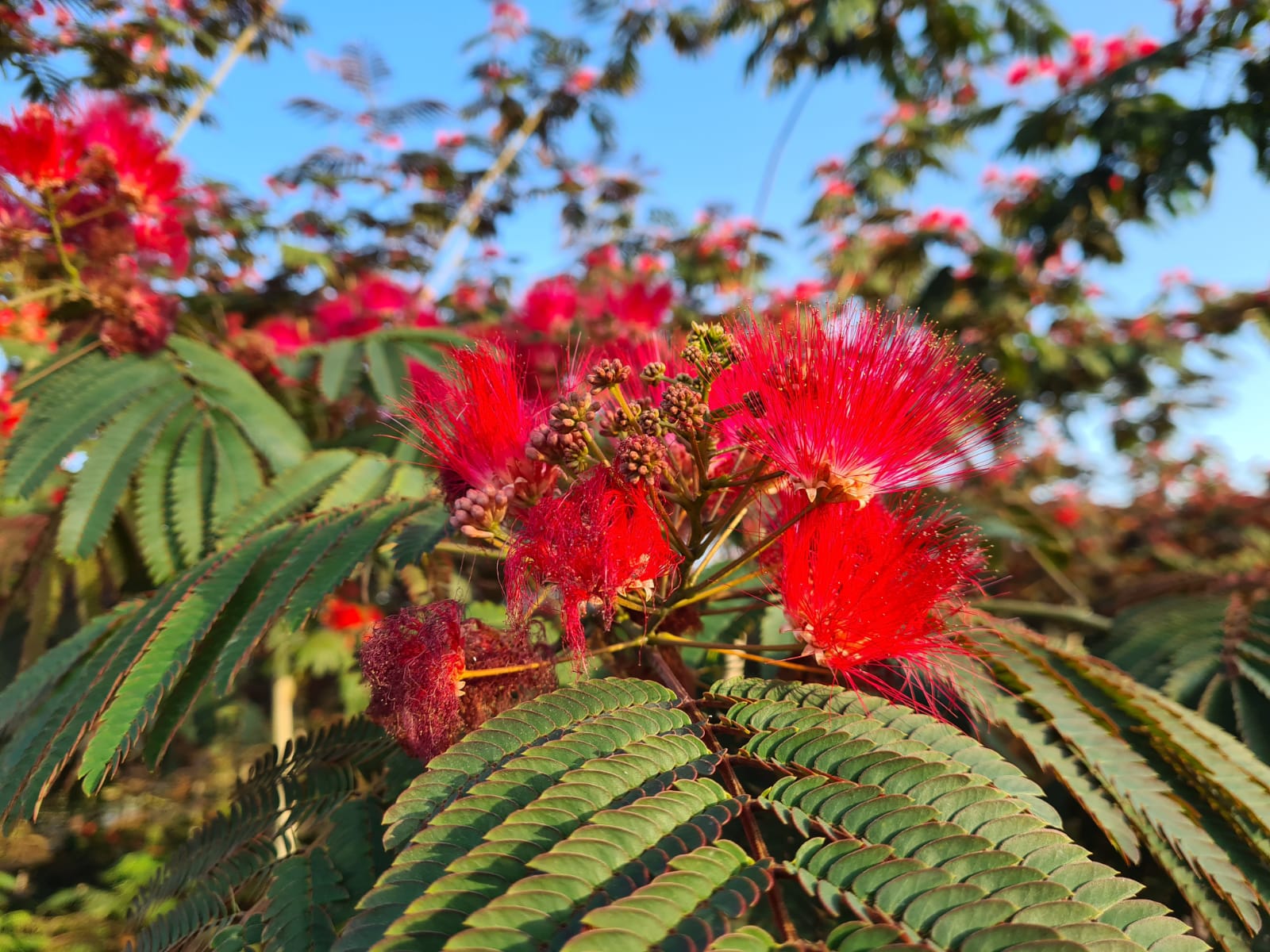 אלביציה ורודה – איבס פרייד 3