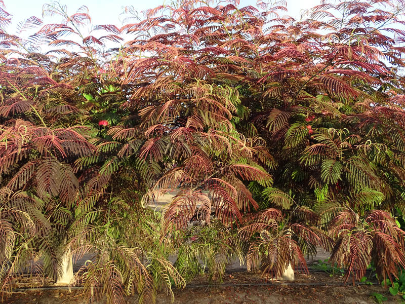 אלביציה ורודה – איבס פרייד 4