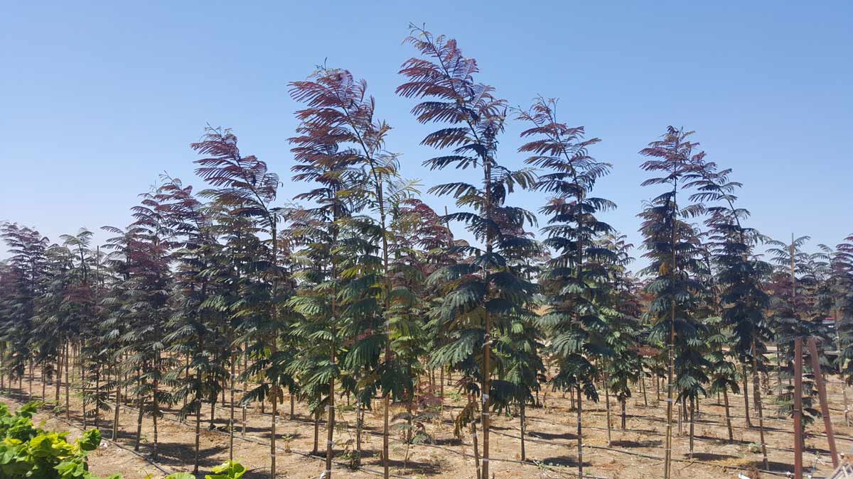 אלביציה ורודה – איבס פרייד 5