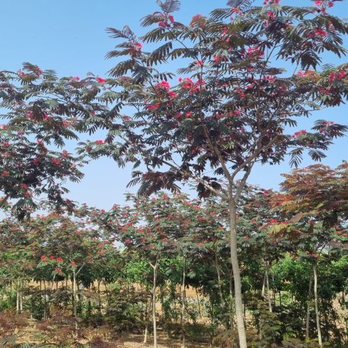 אלביציה ורודה 'איבס פרייד'