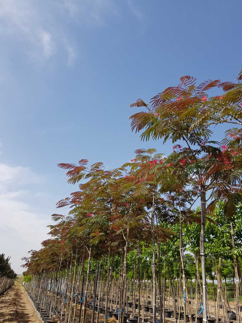 אלביציה ורודה – איבס פרייד 6