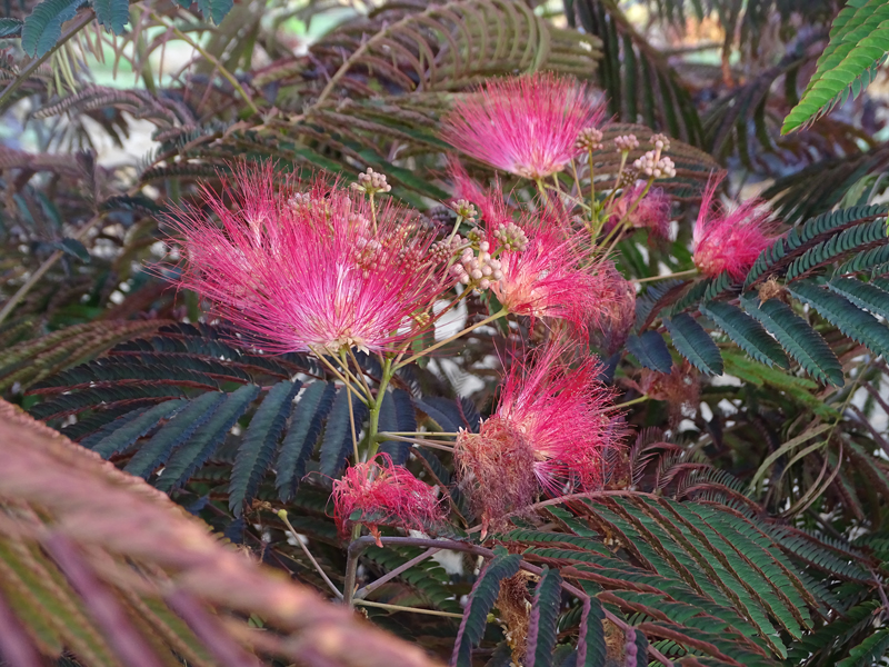 אלביציה ורודה – איבס פרייד 7