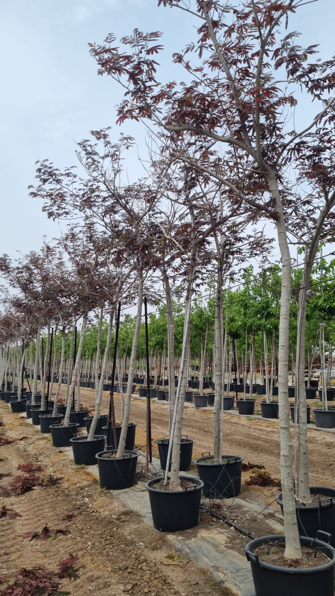 אלביציה ורודה – איבס פרייד 8