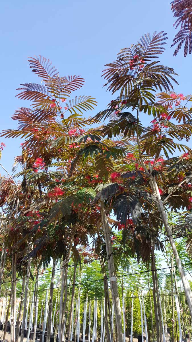 אלביציה ורודה – איבס פרייד 9