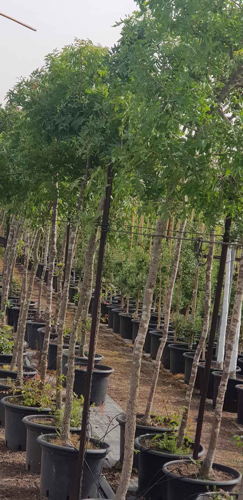 אלה אטלנטית 1