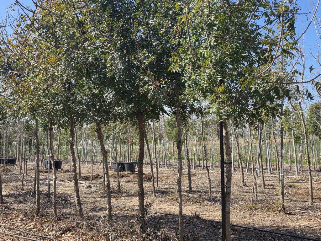 אלה אטלנטית