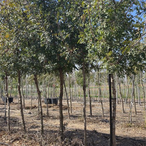 אלה אטלנטית