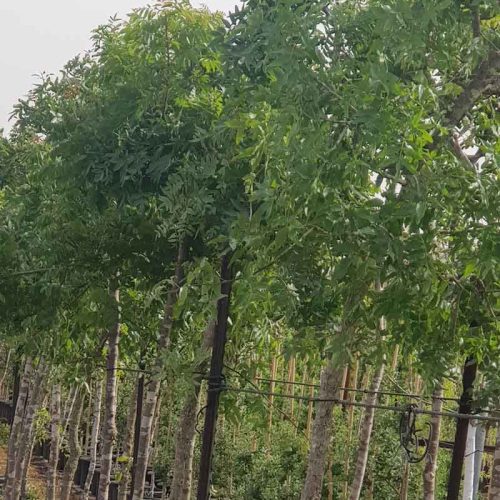 אלה אטלנטית