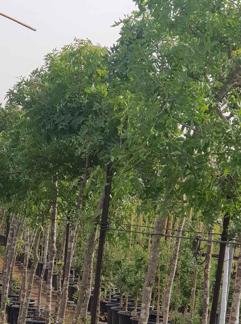 אלה אטלנטית