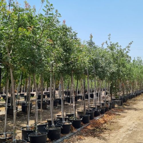 אלה ארץ ישראלית