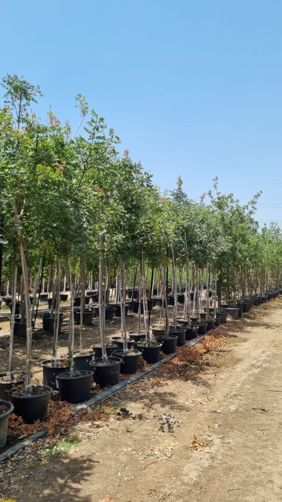 אלה ארץ ישראלית