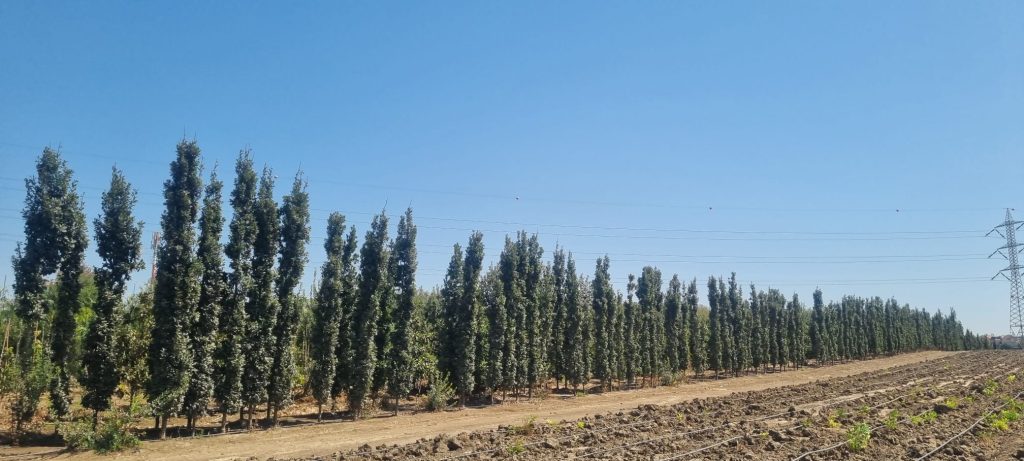 אלון אנגלי צריפי