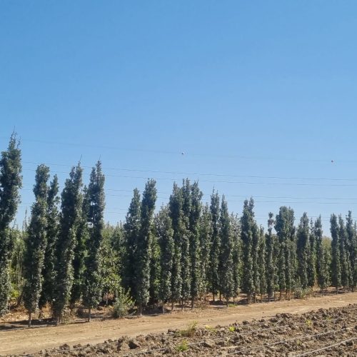 אלון אנגלי צריפי מורכב