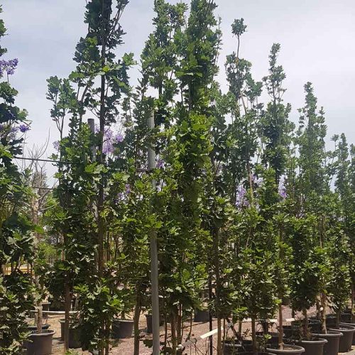 אלון אנגלי צריפי מורכב