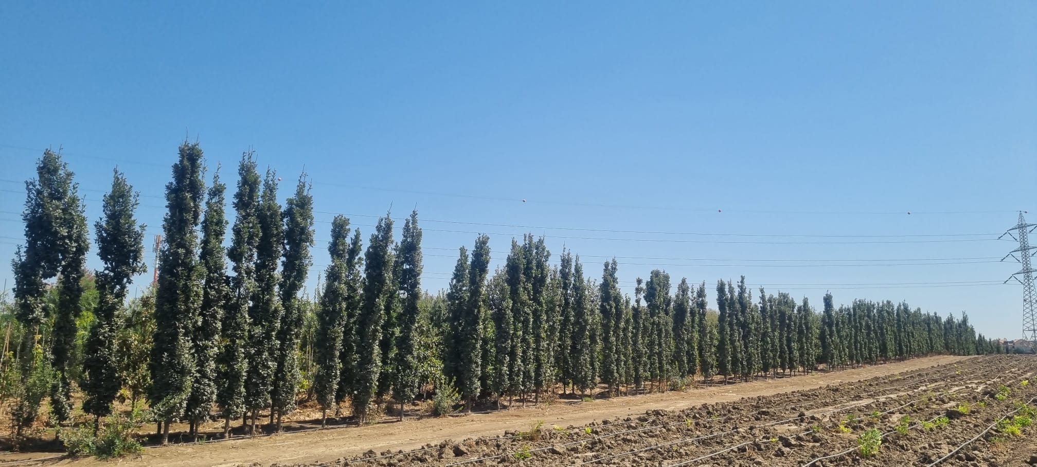 אלון אנגלי צריפי