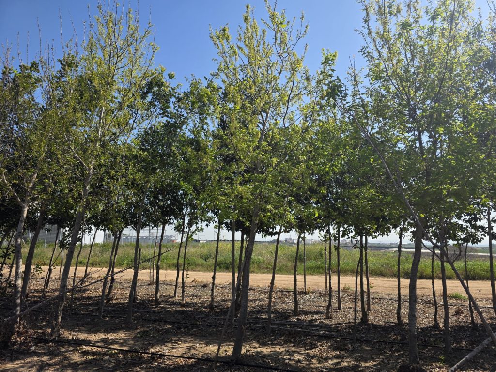 אלון ארך עוקצים