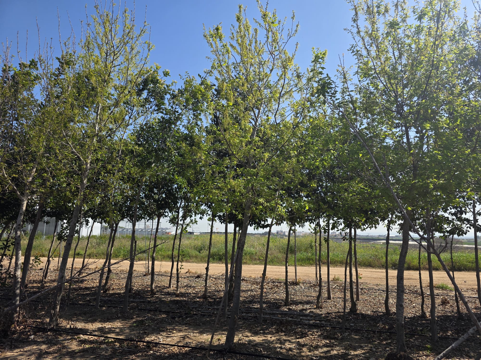 אלון ארך עוקצים