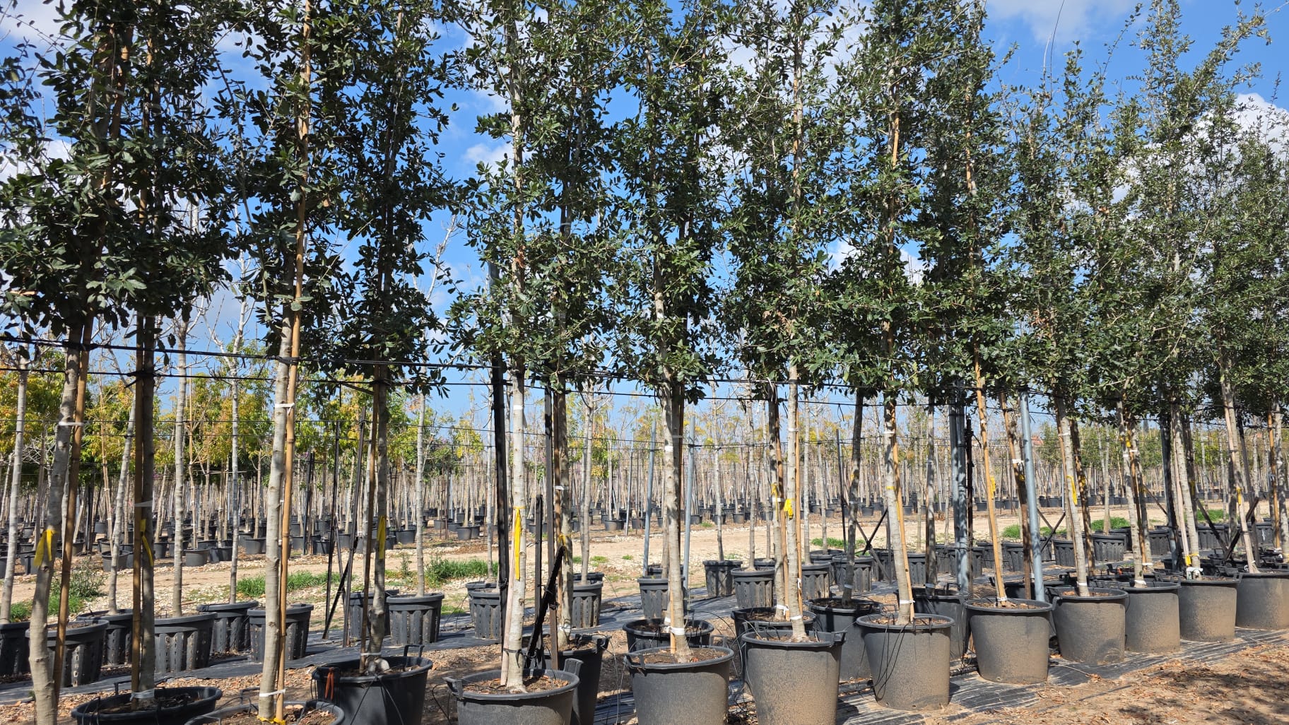 אלון ורגיניאני (2)