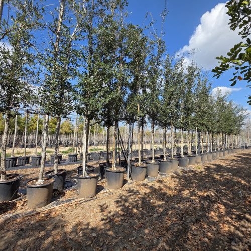 אלון וירג'יניאני