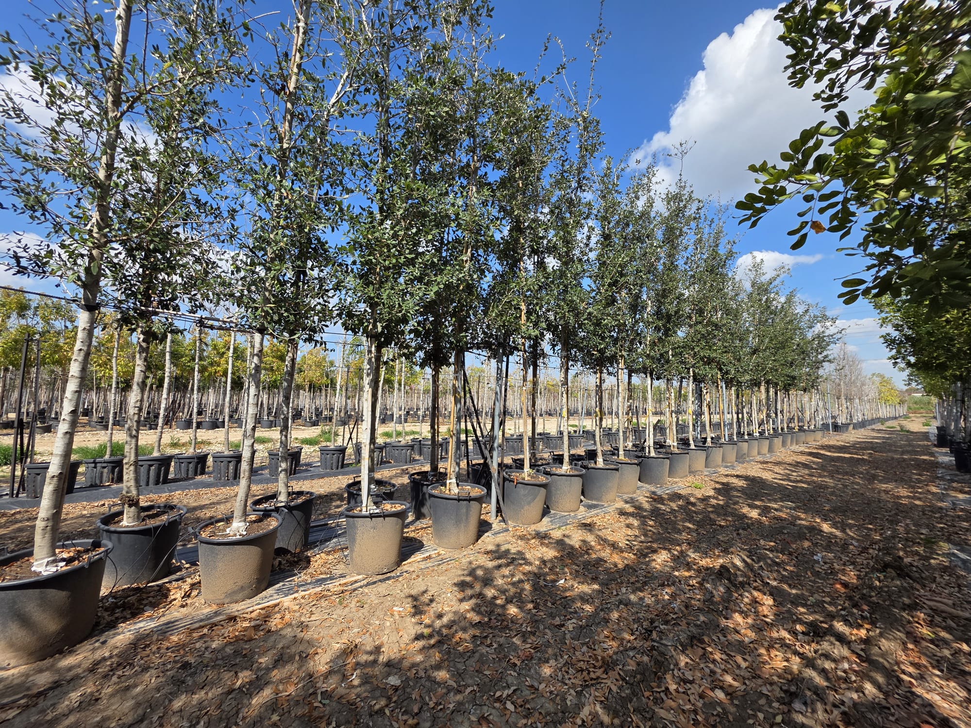 אלון ורגיניאני