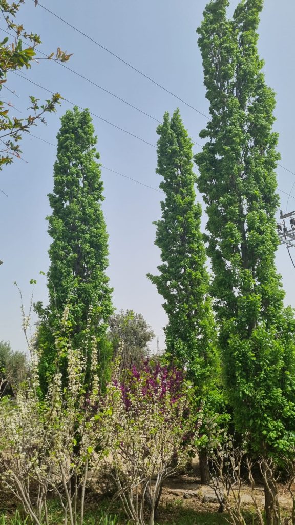 אלון צריפי מורכב 1