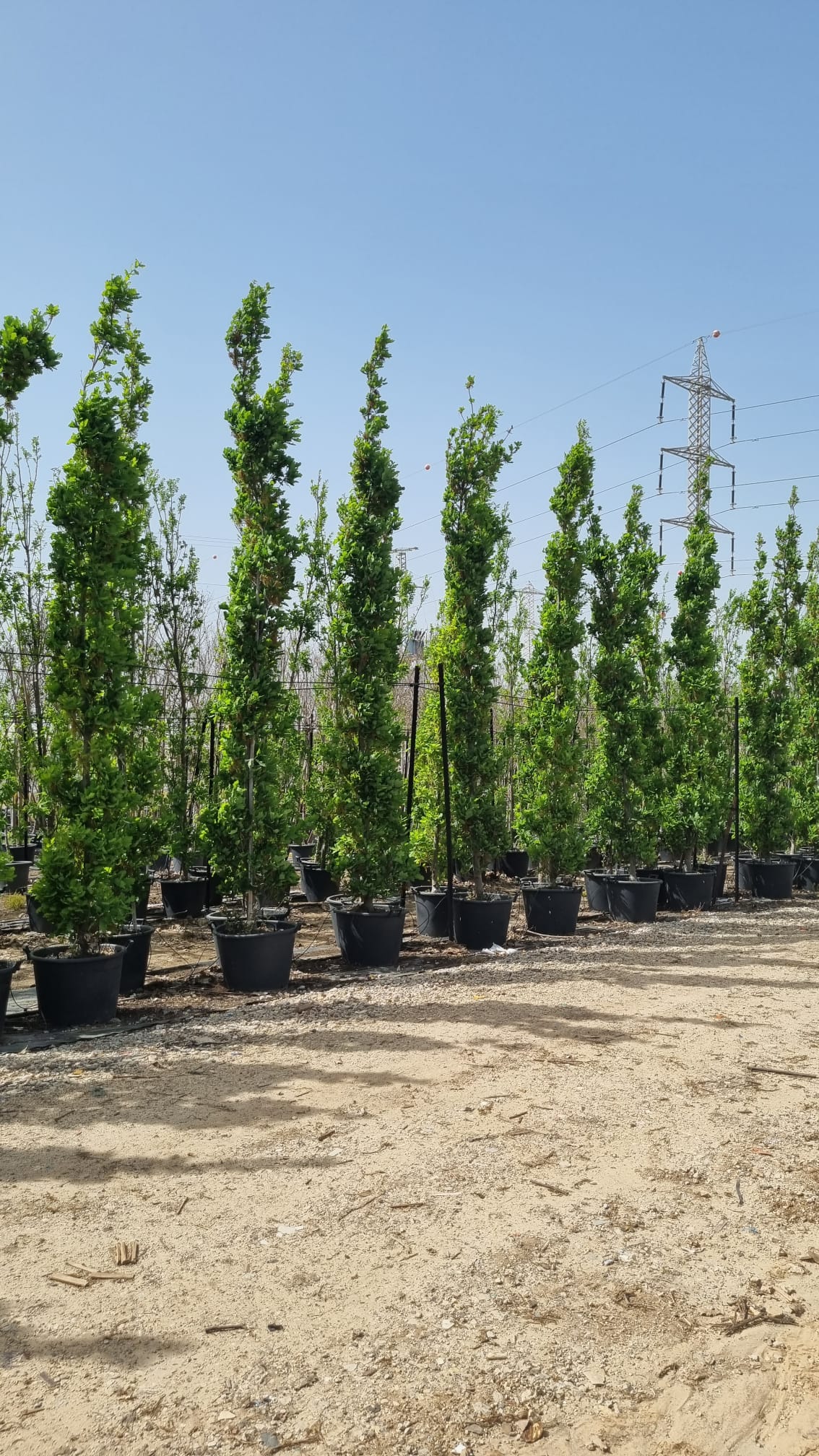 אלון צריפי מורכב 2