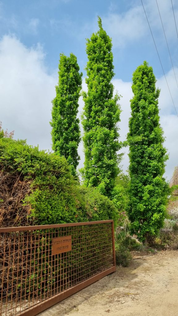 אלון צריפי מורכב 3