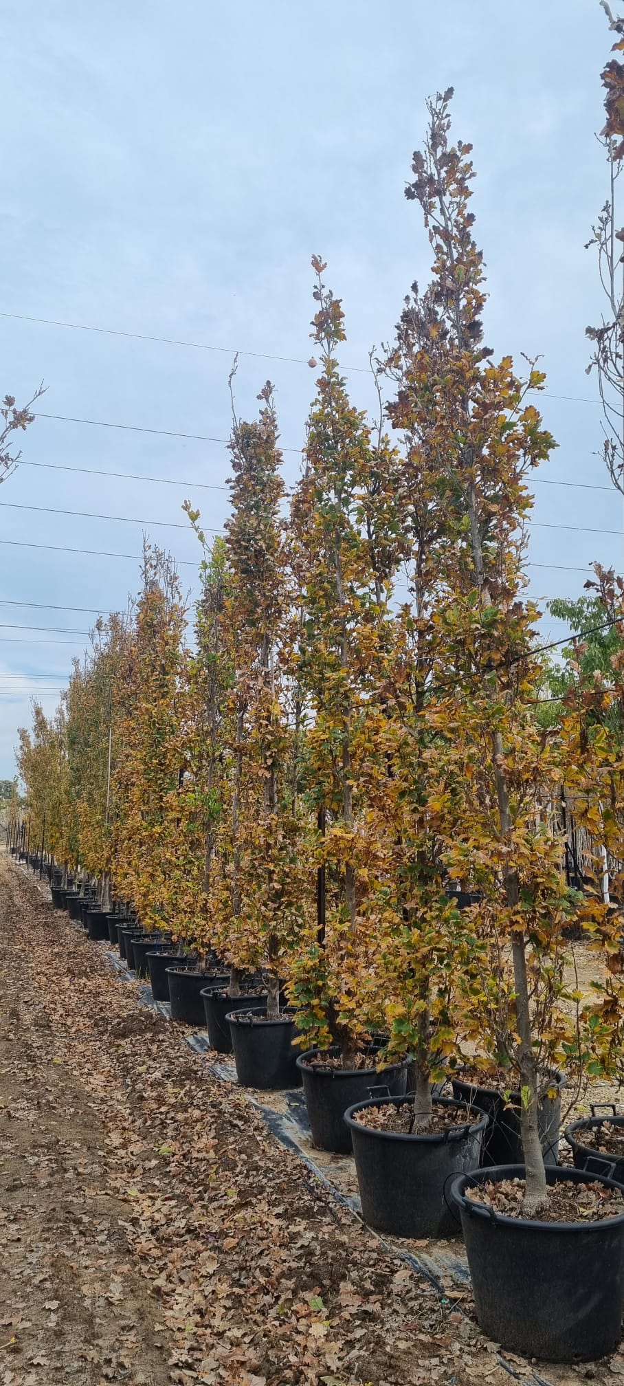 אלון צריפי מורכב 7