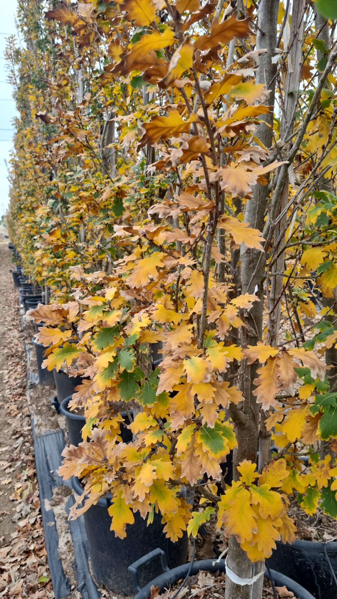 אלון צריפי מורכב 8