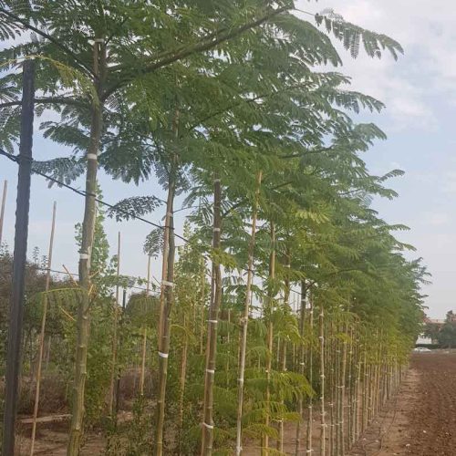 אנטרולוביום עגול- פרי