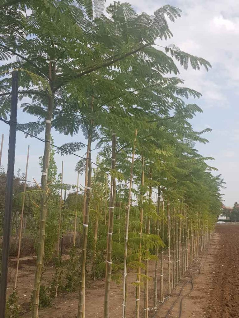 אנטרולוביום עגול- פרי