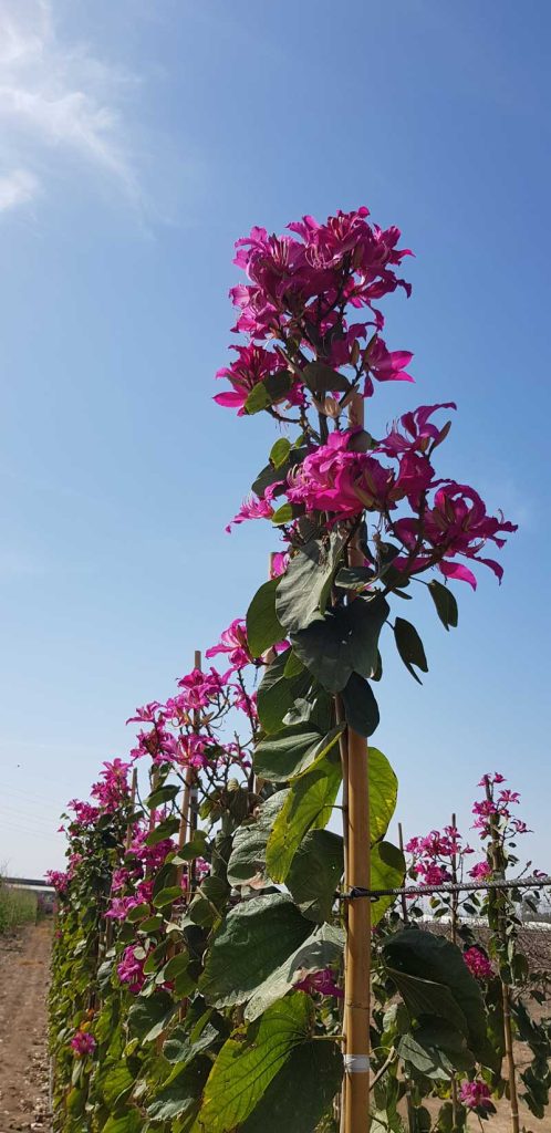 בוהיניה אדומה 'בלאקיאנה' 3