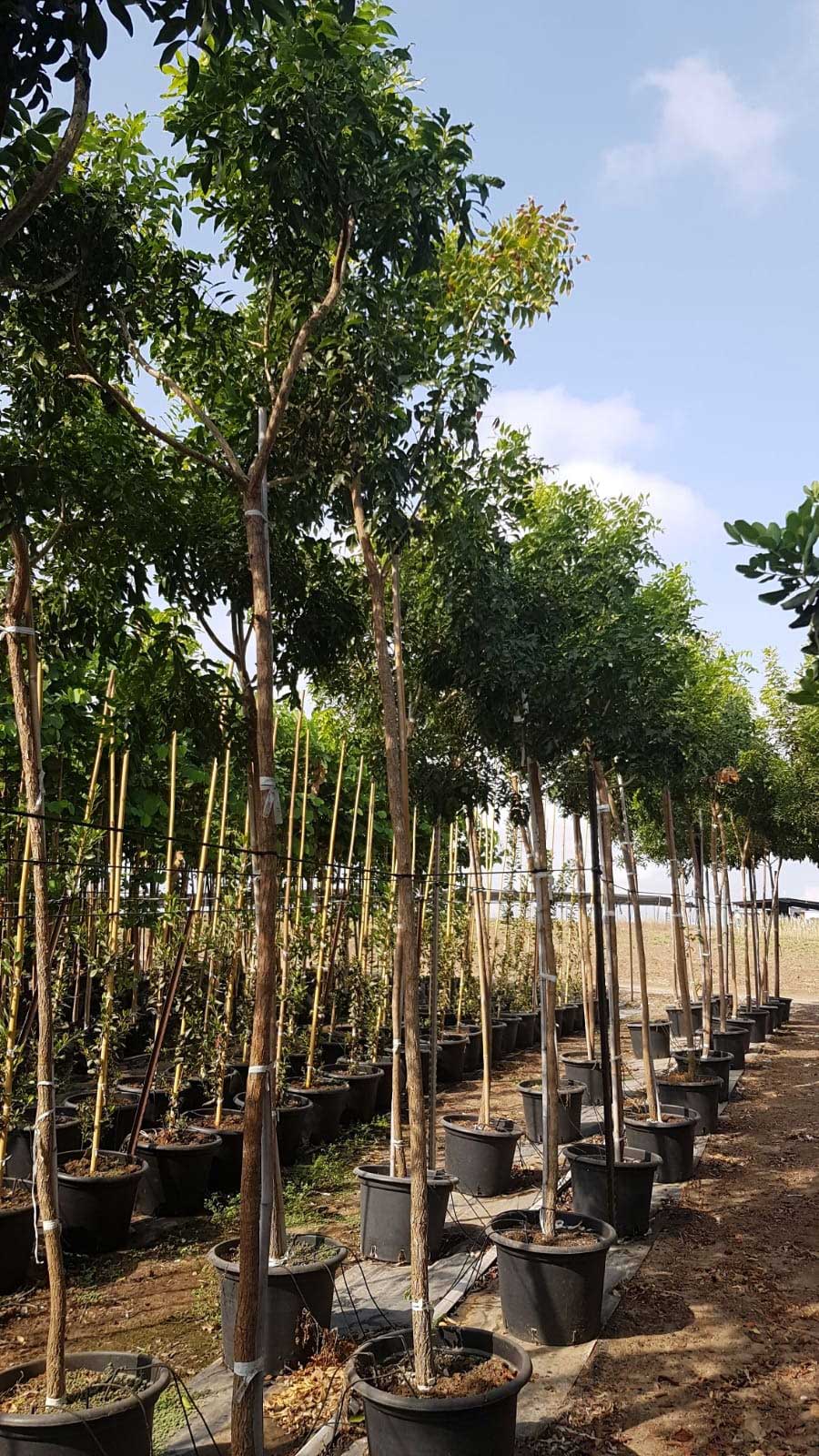 בולוסנתוס נאה (עץ הויסטריה) 1