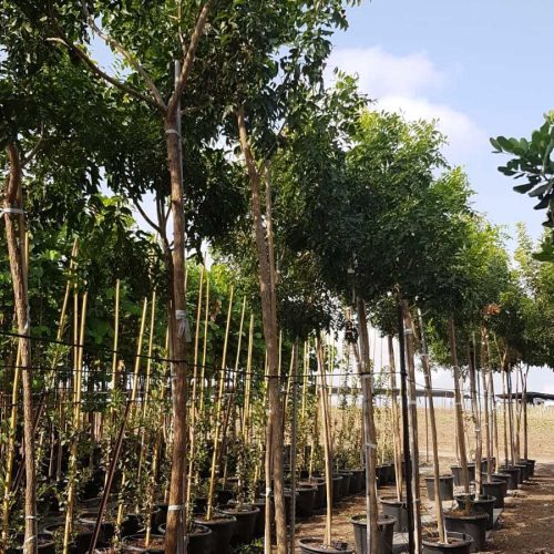 בולוסנתוס נאה (עץ הויסטריה)