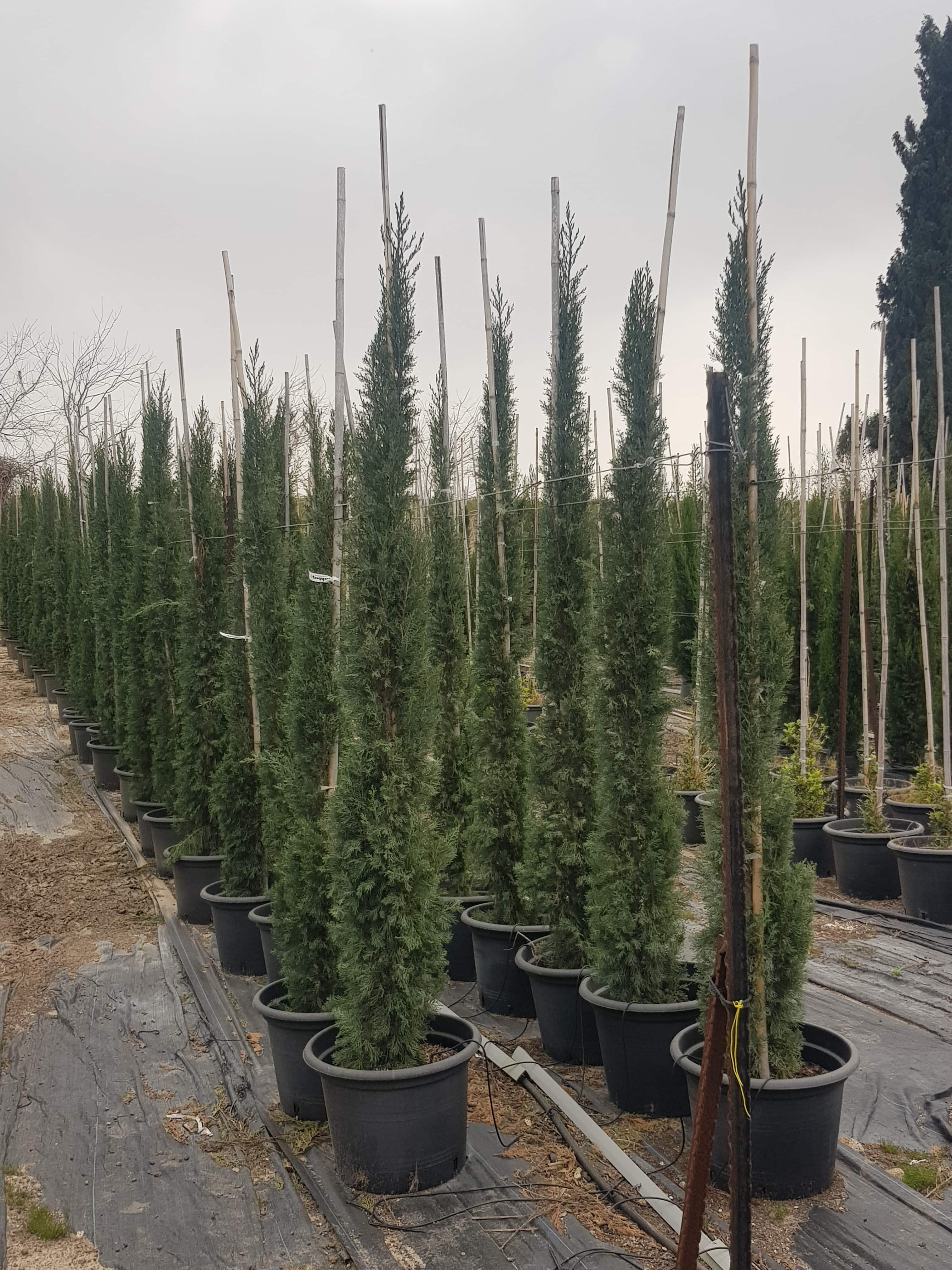 ברוש איטלקי 1