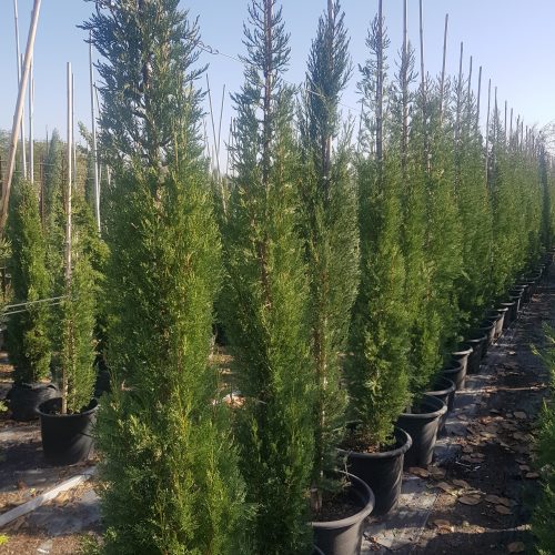 ברוש מצוי צריפי סנטה קטרינה