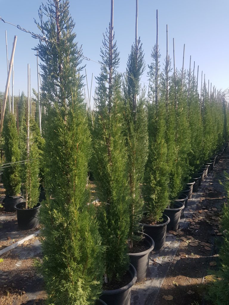 ברוש מצוי צריפי סנטה קטרינה