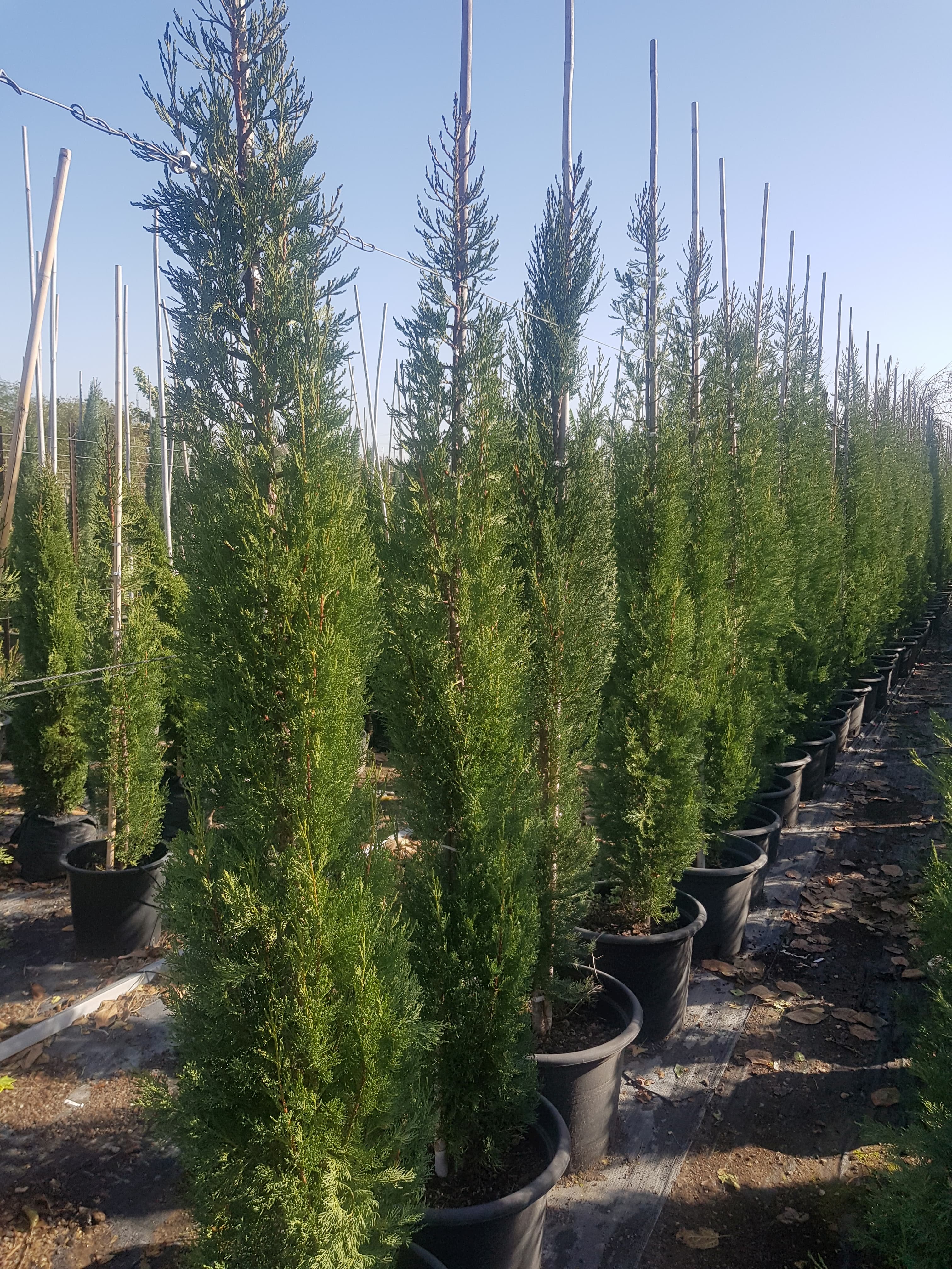 ברוש מצוי צריפי סנטה קטרינה