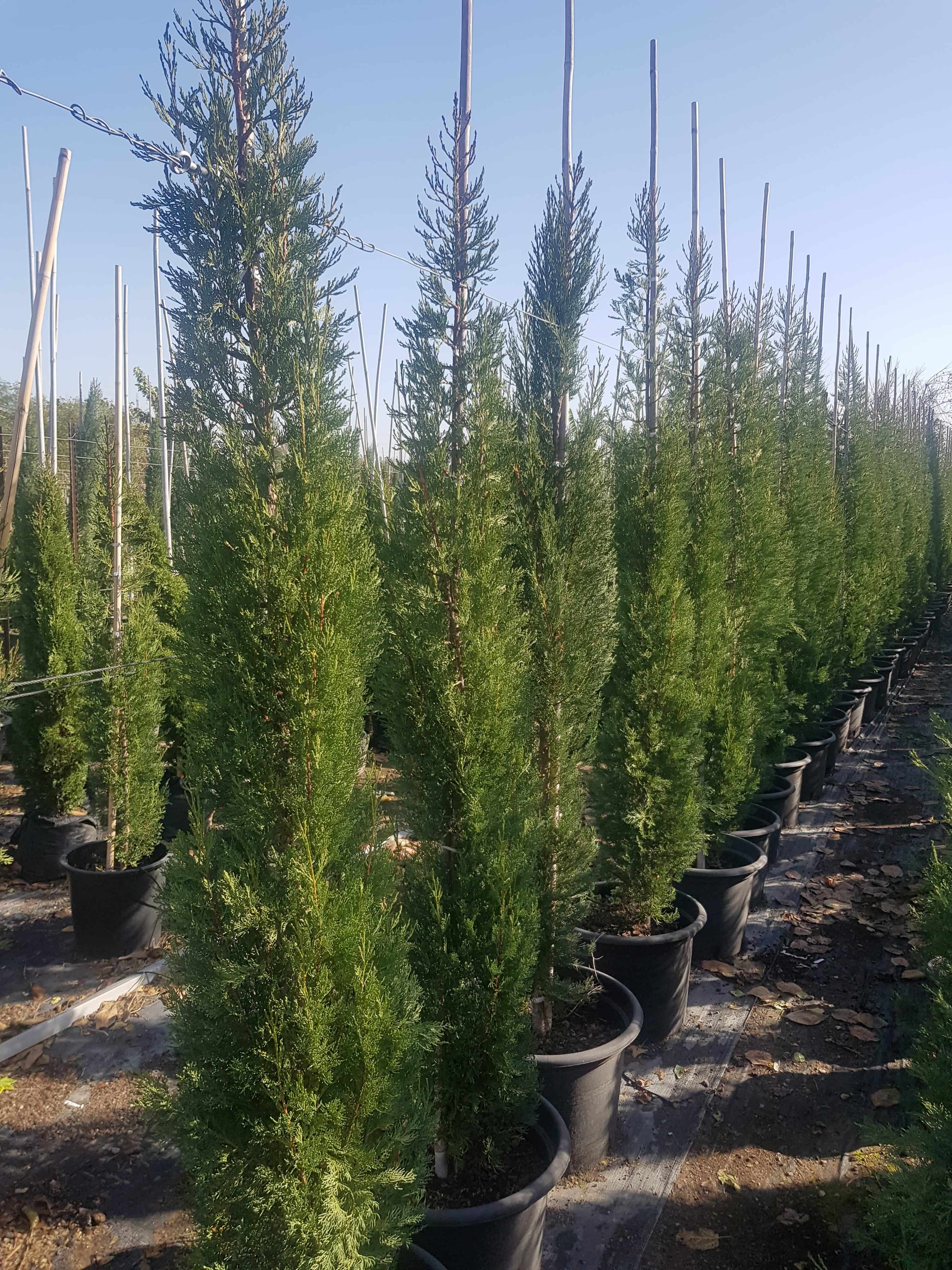 ברוש סנטה קטרינה 1