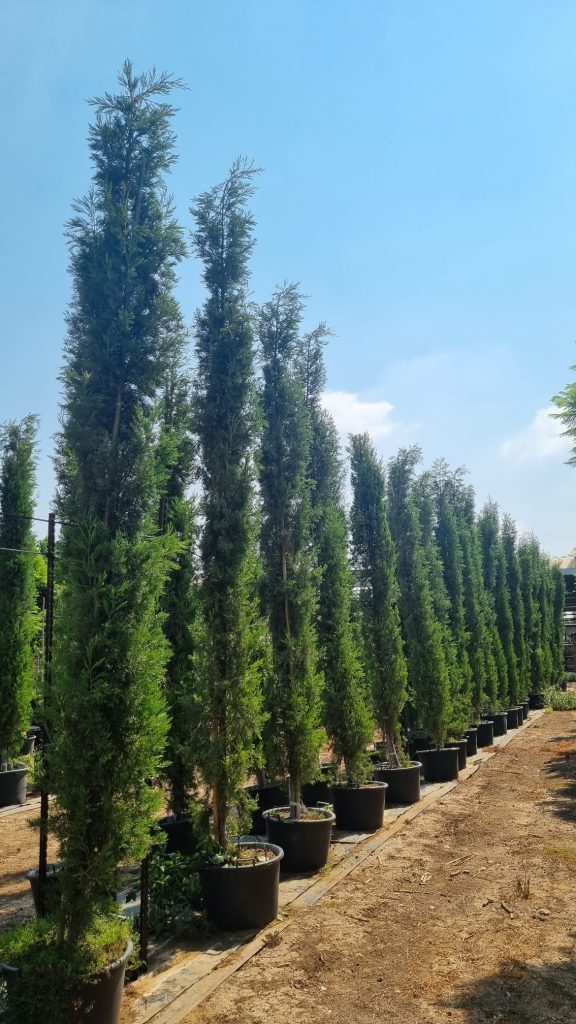 ברוש סנטה קטרינה 2