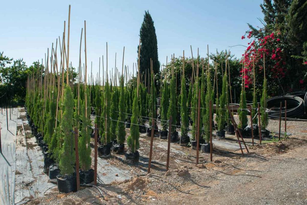 ברוש שער הגיא 1