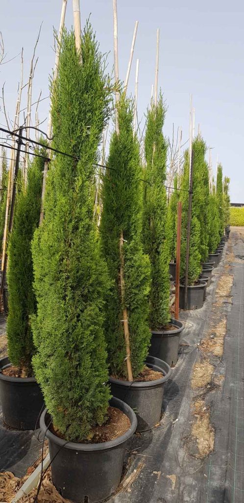 ברוש שער הגיא 2