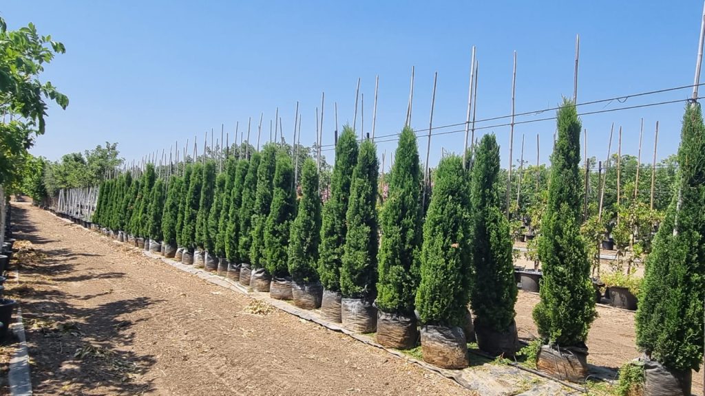 ברוש שער הגיא 3