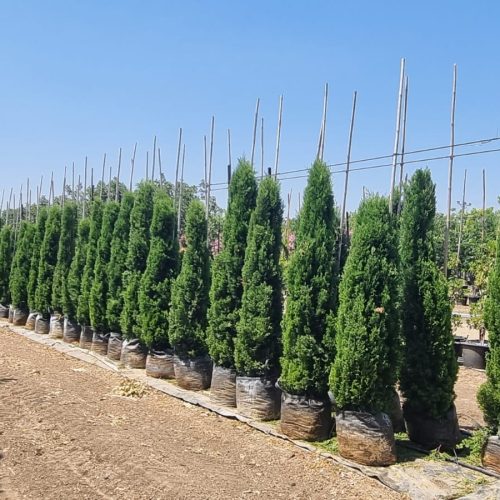 ברוש מצוי צריפי שער הגיא