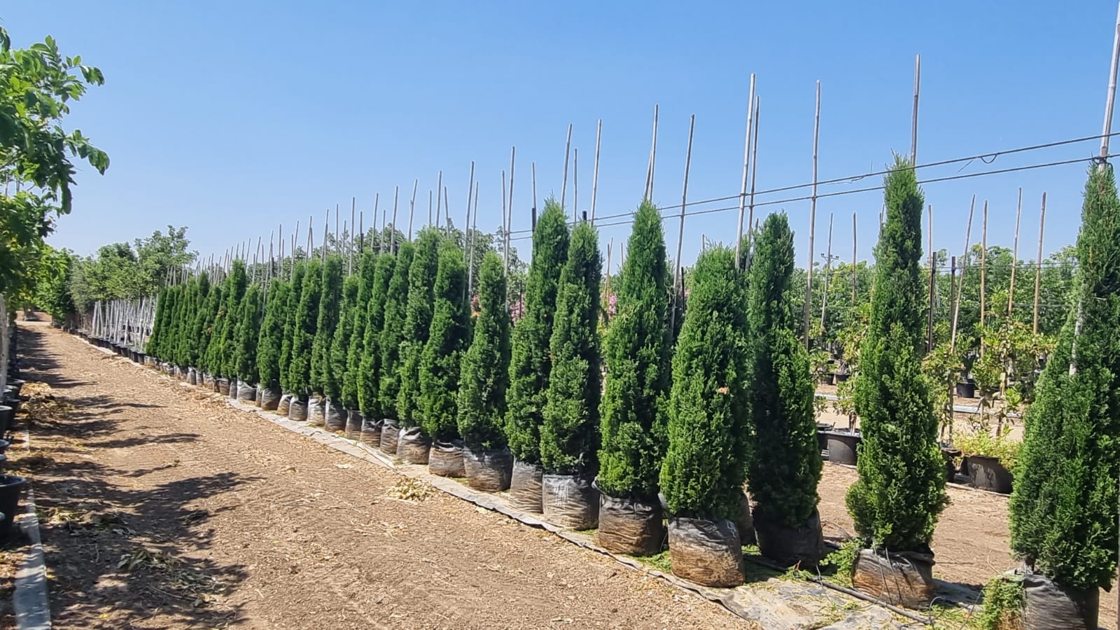 ברוש שער הגיא 3