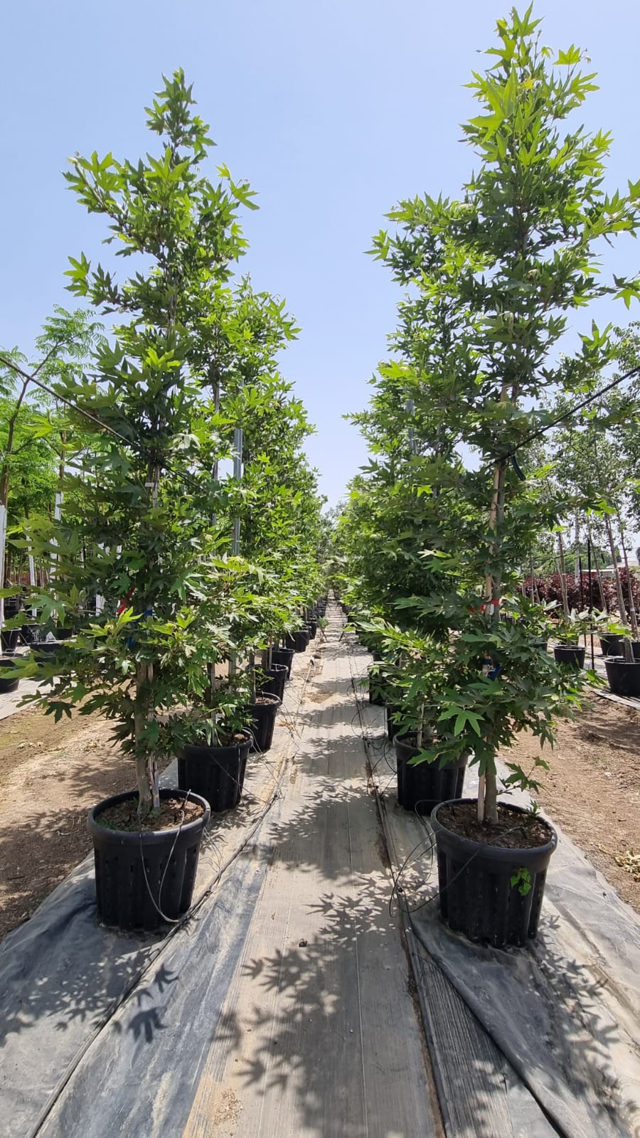 דולב מינרט 1