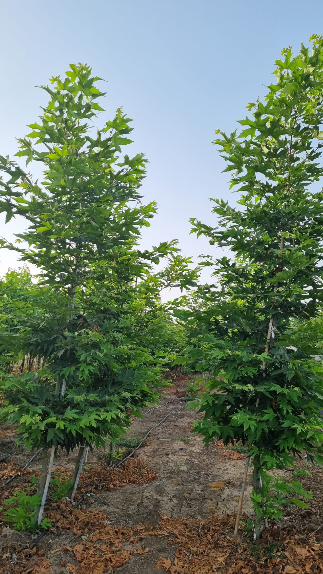 דולב מינרט 2