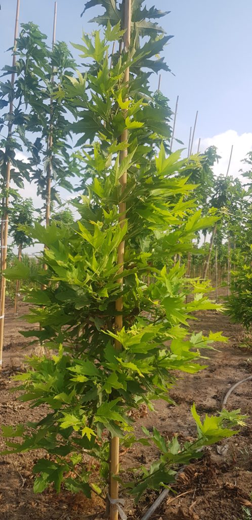 דולב מינרט 3