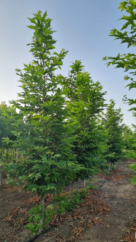 דולב מינרט 4